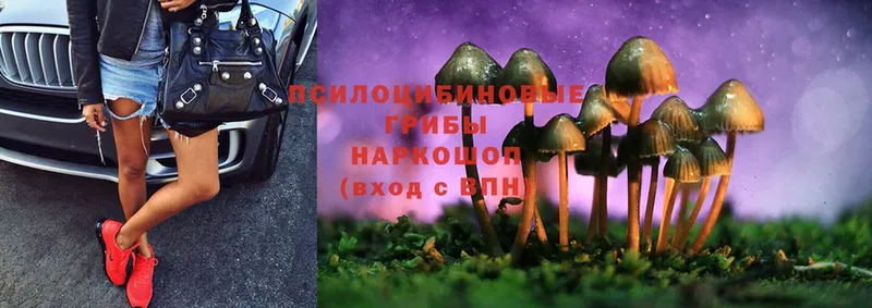 Псилоцибиновые грибы Cubensis  Нытва 